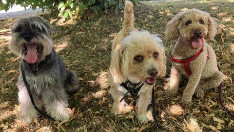 Three small breed happy dogs, a Schnauzer and two Poodles, sitting in the shade on a group walk at Drake Road, Wells, Somerset.