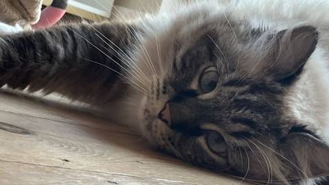A fluffy Siberian cat purring on a wooden floor during a cat pop-in and feed in Wells, Somerset.