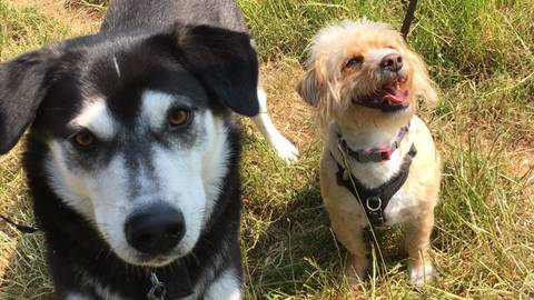 A close-up shot of an inquisitive black and white Siberian Husky and a happy cream Cavapoo on a duo walk at Tor Hill Lane, Wells, Somerset.
