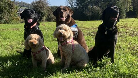 Five happy dogs (Labradors and Cockapoos) on a group walk on the East Mendip Way, Tor Hill, Wells, Somerset.