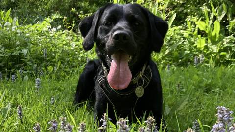 A close-up of a happy black Labrador with its tongue out, lying in the sunshine and purple flowers during a solo walk at Coombe Gardens, near Milton Lodge Gardens, Wells, Somerset.