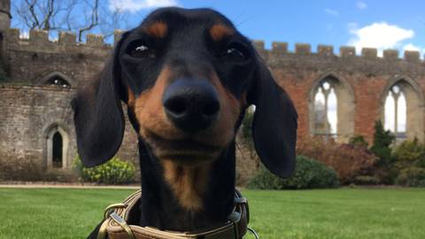 A close-up of a proud black and tan Dachshund posing during a solo walk at the Bishops Palace, Wells, Somerset.