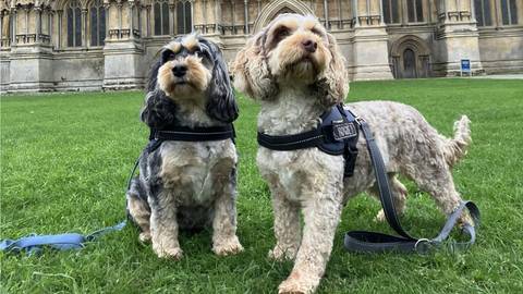 Two happy cockapoos - one merle and one cream - posing during a duo walk on Cathedral Green in front of Wells Cathedral, Somerset.