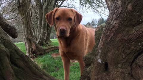 A close-up shot of a stunning large fox red Labrador posing between two trees on a solo walk in Beryl Fields, Wells, Somerset.