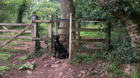 Black Labrador on a solo dog walk at Tor Hill Woods kissing gate, Wells, Somerset.
