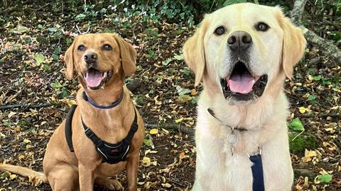A close-up shot of a happy fox red Labrador and a large yellow Labrador sitting to attention during a duo walk in Tor Hill Woods, Wells, Somerset.